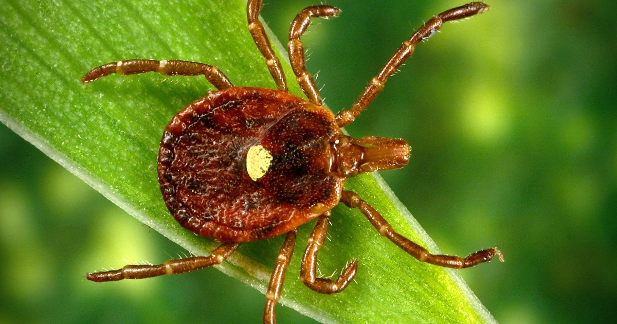 Cảnh báo y tế: Sốt thỏ (Tularemia) – Căn bệnh hiếm gặp do ve truyền nhiễm tái xuất hiện tại Mỹ